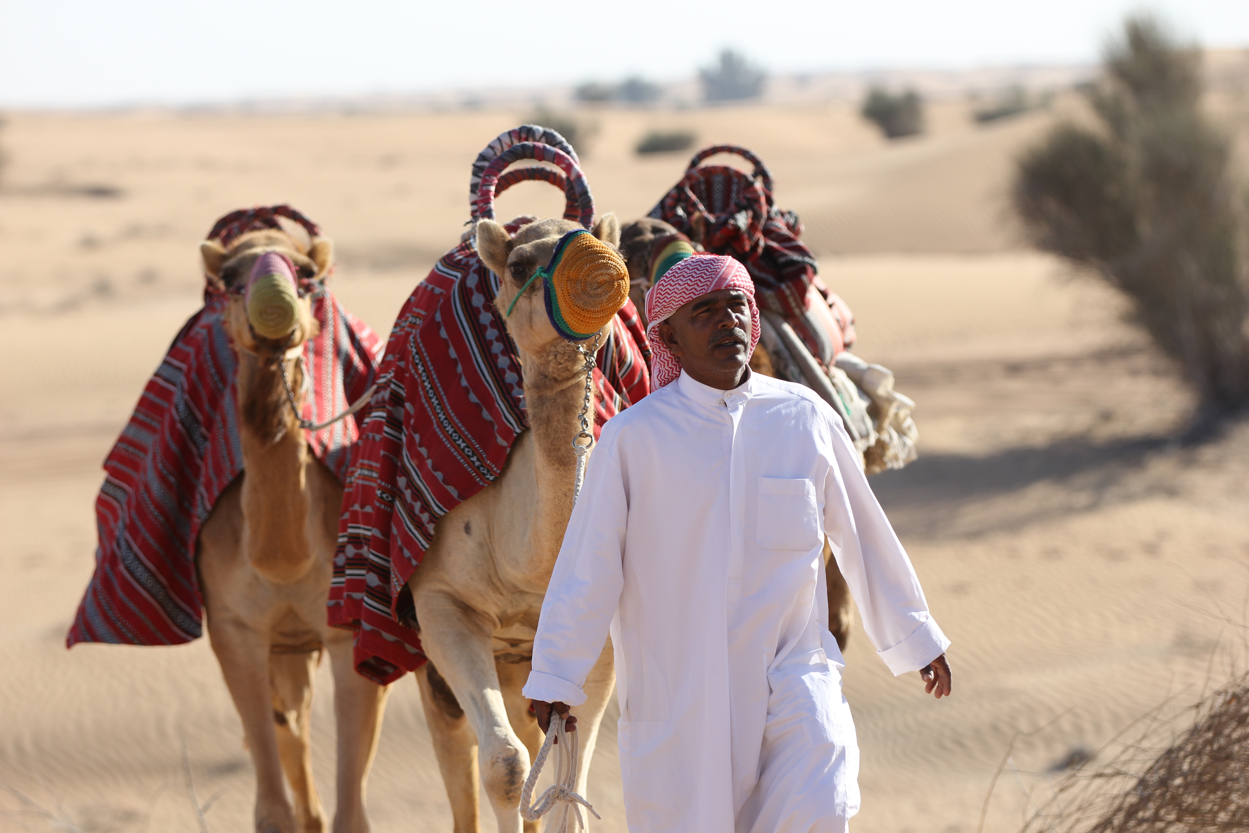 A Camel Safari – A Must Do Desert Safari in Dubai