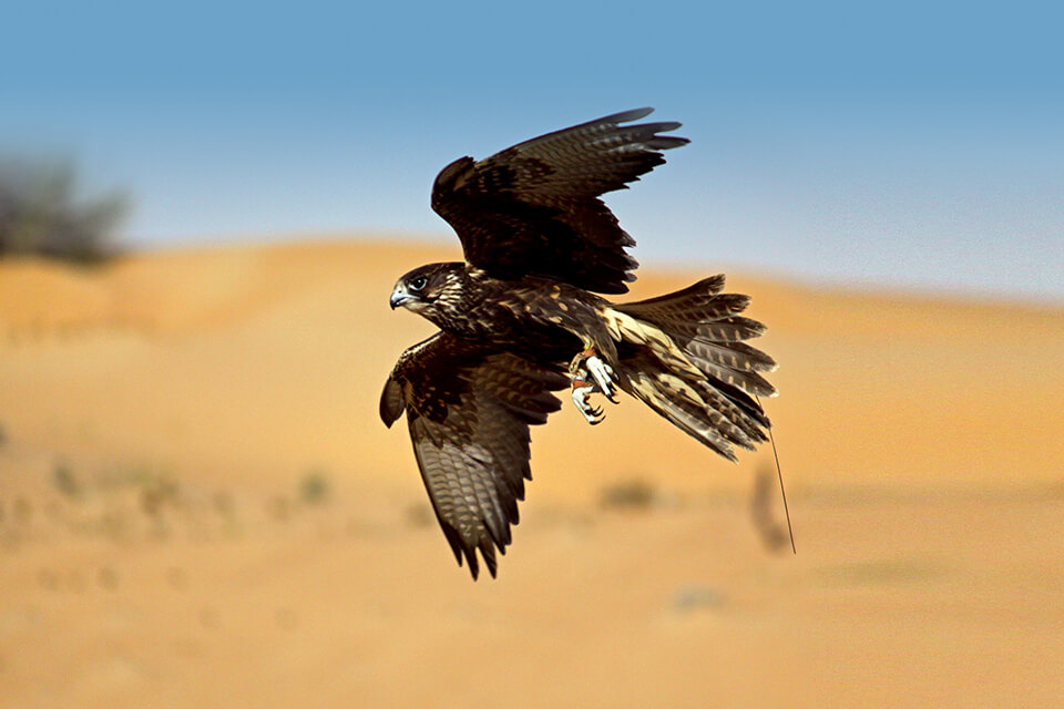 falcon travel in uae