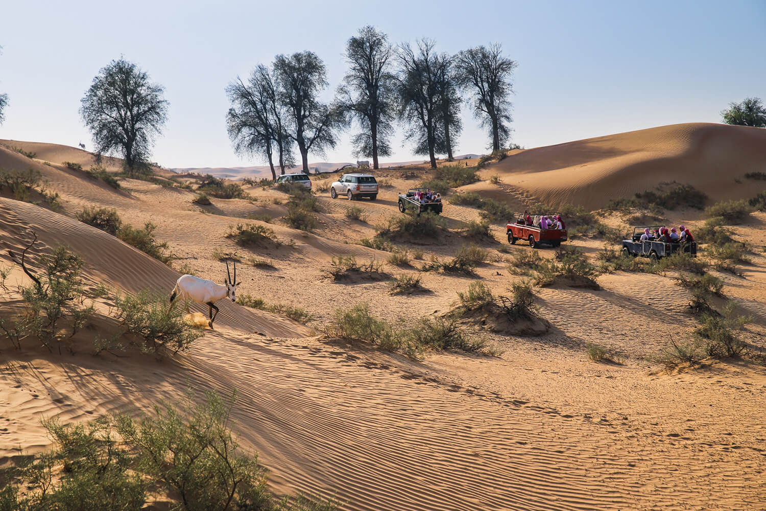 Desert Safaris that Make a Positive Difference in Dubai
